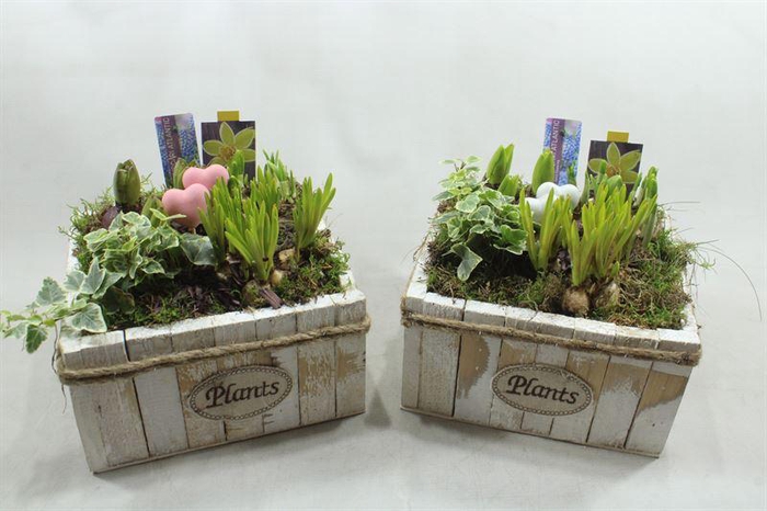 <h4>91207 HOUT VK BM PLANTS</h4>