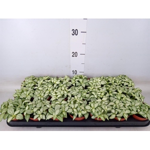 Fittonia  'Mosaic White Forest Fla'