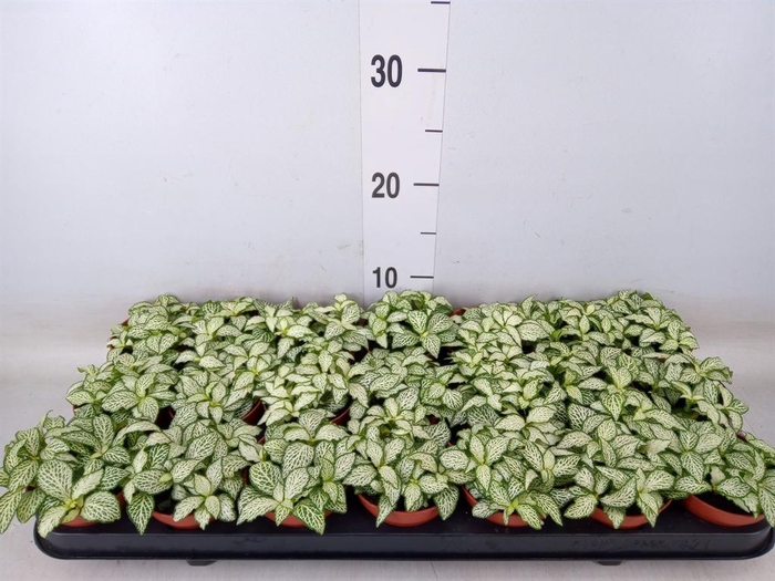 <h4>Fittonia  'Mosaic White Forest Fla'</h4>