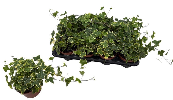 <h4>HED HE GOLDCHILD</h4>