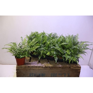 Athyrium Spicatum