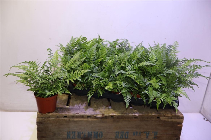 <h4>Athyrium Spicatum</h4>