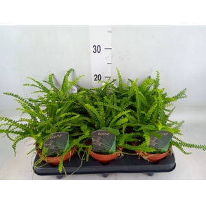 Nephrolepis cord. 'Duffii'