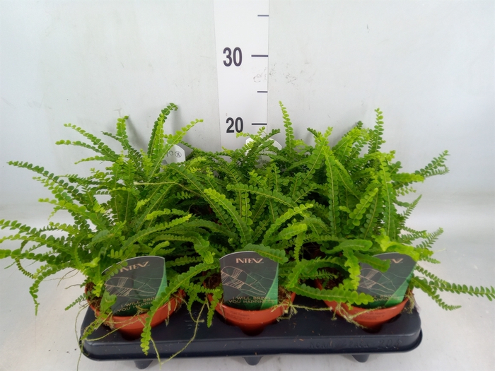 <h4>Nephrolepis cord. 'Duffii'</h4>