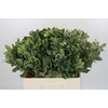 Pittosporum Ilan