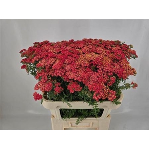 Achillea M Paprika
