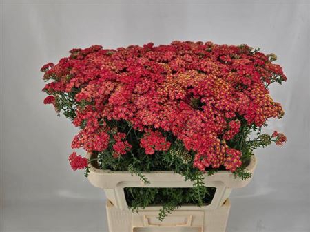 <h4>Achillea M Paprika</h4>