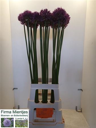 Allium Statos 90cm