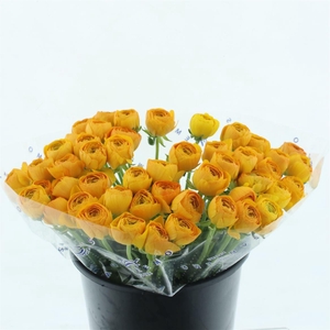 Ran Su Sr Lambada Orange Extra