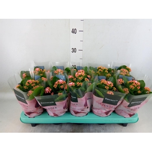 Kalanchoe blos. 'Serenity Softpink'