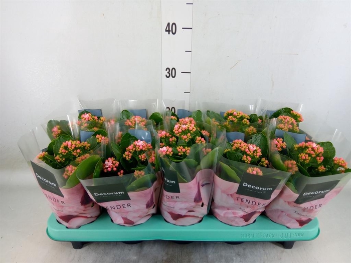 <h4>Kalanchoe blos. 'Serenity Softpink'</h4>