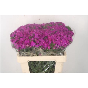 Di Barb Amazone Neon Purple