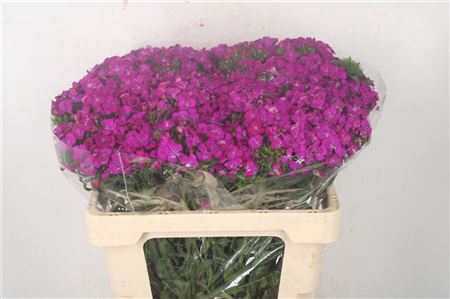 <h4>Di Barb Amazone Neon Purple</h4>