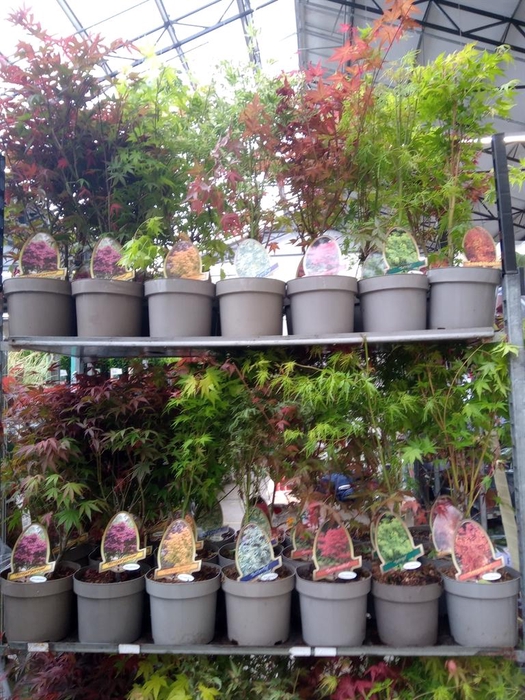 <h4>Acer palmatum</h4>