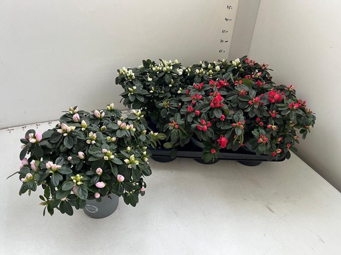 <h4>RHODO SI GEM</h4>