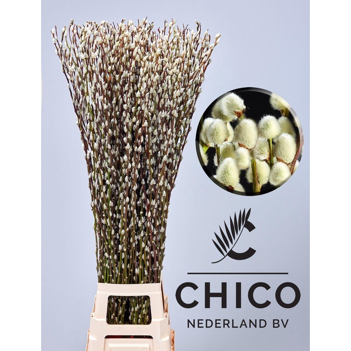 <h4>SALIX CA SNOW FLAKE</h4>