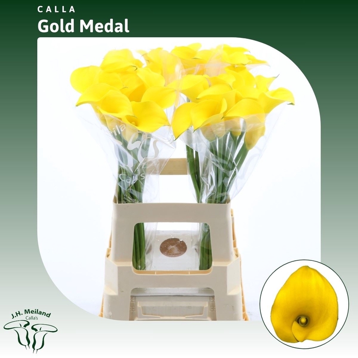 <h4>Calla Gold Medal</h4>