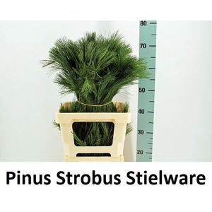 PINUS STROBUS