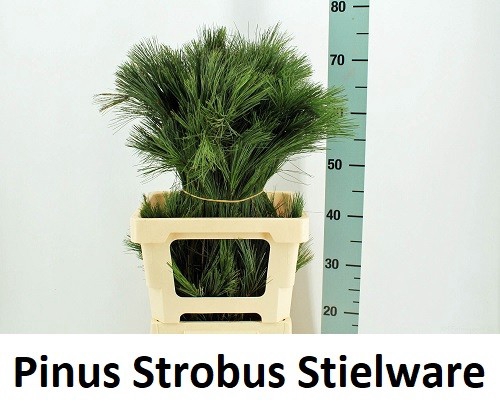 <h4>PINUS STROBUS</h4>