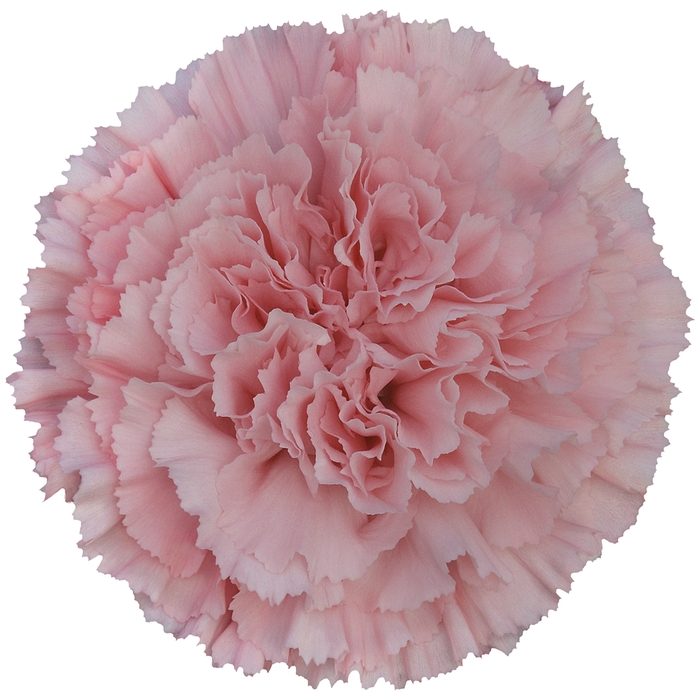 <h4>Di St Doncel Pink 65cm CO</h4>