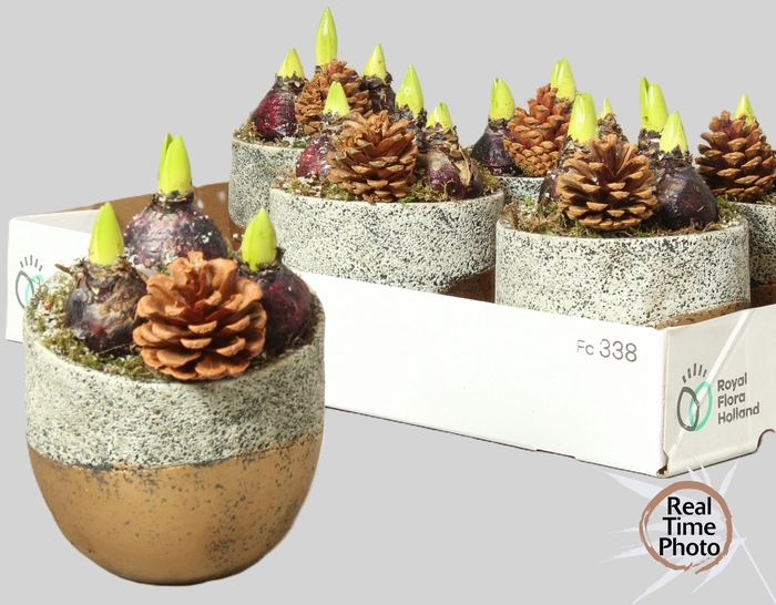 <h4>ARR HYACINTH</h4>