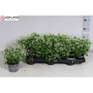 EUPH LOREEN COMP WHI