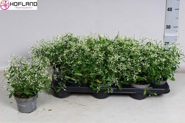 <h4>EUPH LOREEN COMP WHI</h4>