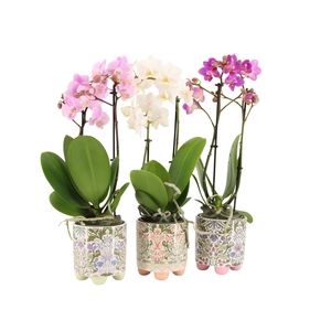 7502506: Solutionss Contradiction Phal. Multiflora 2-tak mix