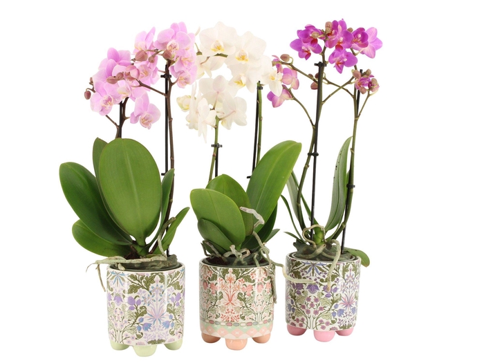 <h4>7502506: Solutionss Contradiction Phal. Multiflora 2-tak mix</h4>