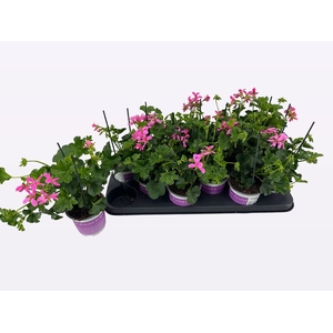 PEL PELT BALKON LILA