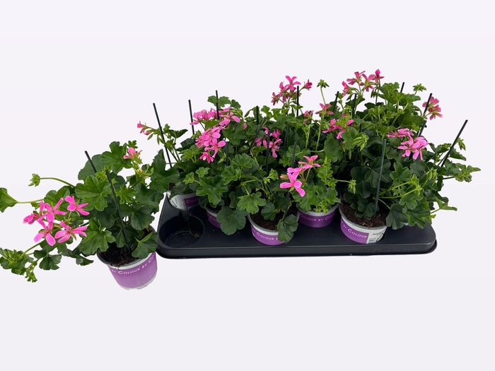 <h4>PEL PELT BALKON LILA</h4>