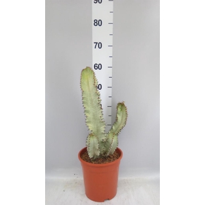 Euphorbia ingens