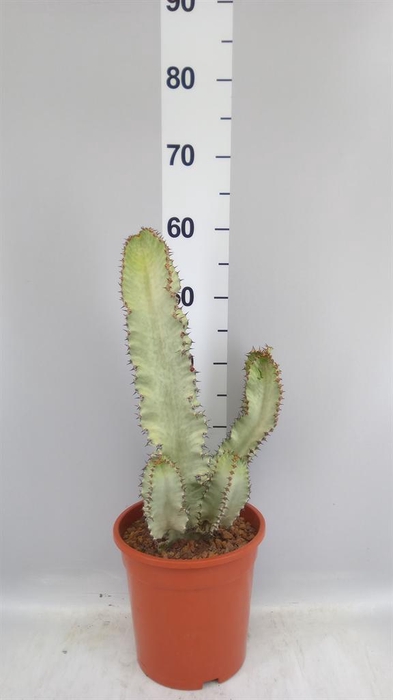 <h4>Euphorbia ingens</h4>