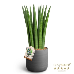 SANSEVIERIA CYLINDRICA P12 RAW BL. STRAIGHT