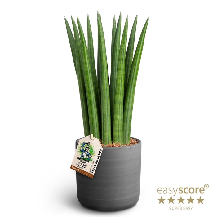 <h4>SANSEVIERIA CYLINDRICA P12 RAW BL. STRAIGHT</h4>