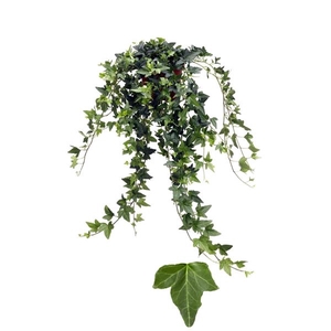 Hedera helix 'Shamrock'