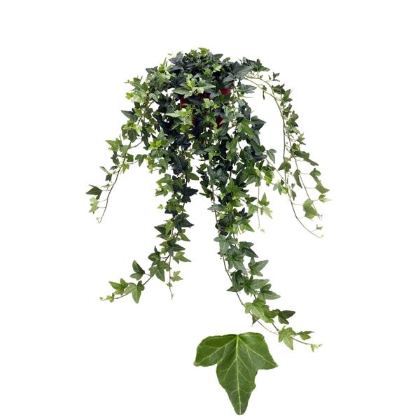 <h4>Hedera helix 'Shamrock'</h4>