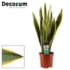 Sansevieria Laurentii 17 cm (Decorum)