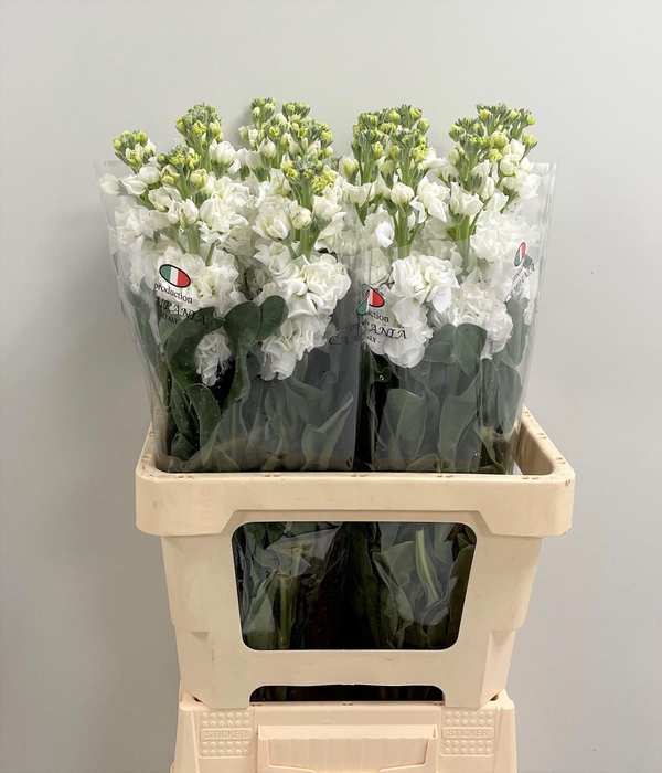 <h4>MATTH IRON WHITE</h4>