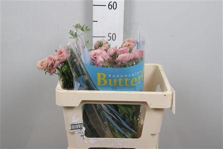 <h4>Ran Butterfly Lycia</h4>