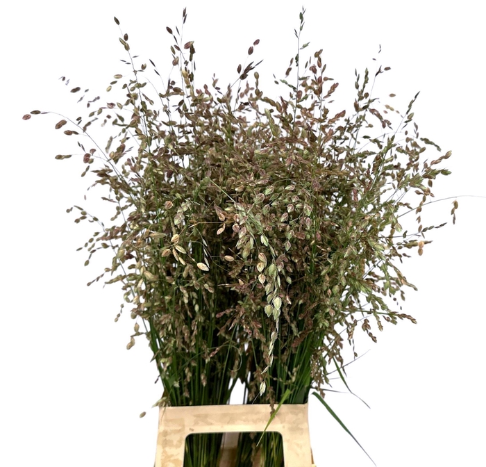 <h4>BRIZA MEDIA</h4>