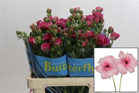 Ran Butterf Jupiter