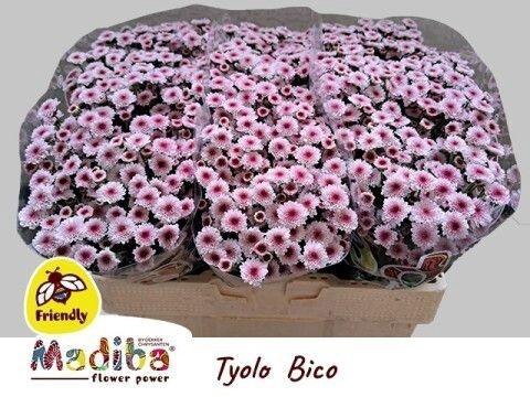 <h4>CHR S MAD TYOLO BICO</h4>