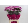 Dianthus St Kino