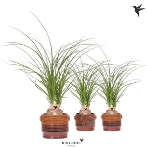 Kolibri Greens Beaucarnea Nolina in Sunset pot mix