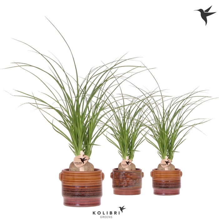 <h4>Kolibri Greens Beaucarnea Nolina in Sunset pot mix</h4>