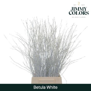 Betula L70 White