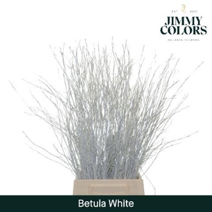 Betula L70 White
