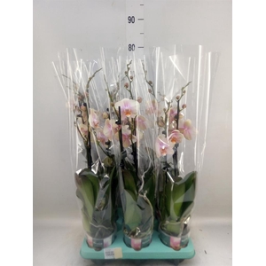 Phalaenopsis   ...