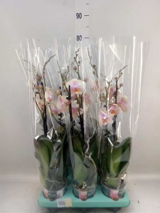 <h4>Phalaenopsis   ...</h4>